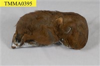 藏品(大赤鼯鼠)的圖片